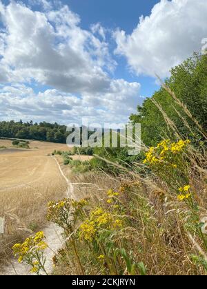 A wheat field on farmland near Guildford, Surrey, England. The Summer food crop is a week away from harvesting in the Summer sunshine. The grain is gr Stock Photo