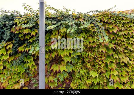 Fence wall covered by green ivy with a metal post Stock Photo
