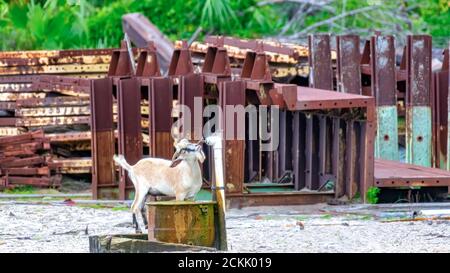 Goat drinking water from a spigot Stock Photo