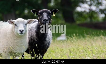 Sheep (Ovis aries) Stock Photo