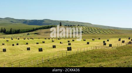 Harvested meadows with hay bales, Cezallier plateau, Auvergne volcanoes regional natural park, Puy de Dome department, Auvergne-Rhone-Alpes, France Stock Photo