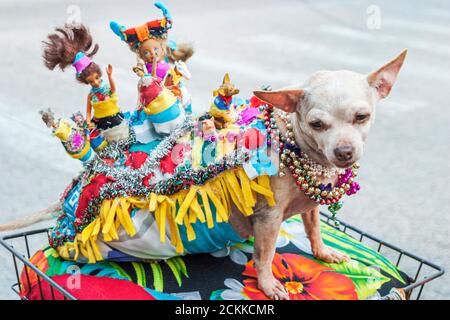 Miami Beach Florida,South Beach,Ocean Drive,decorated Chihuahua dog dogs pet pets sits bicycle basket Stock Photo