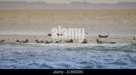 Seals, Phoca vitulina, on a sandbank between the islands of Sylt, Germany and Romo, Denmark Stock Photo