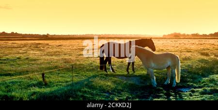 Horses in the light of the rising sun on a meadow with electric wire fences Stock Photo