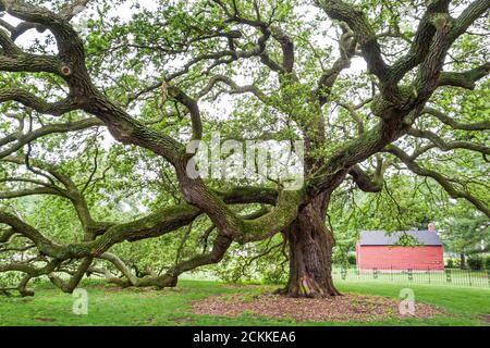 Virginia Hampton University Tidewater historic campus buildings,historically Black colleges universities HBCU,college school Emancipation Oak tree Stock Photo