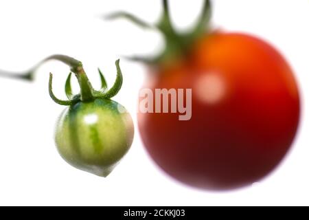 Homegrown Cherry Tomatoes 'Gardeners Ectstay' against a white background. Stock Photo