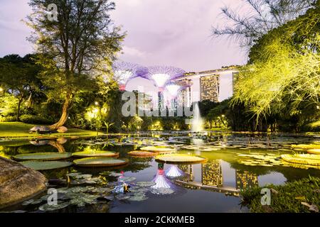 Stunning view of the illuminated Supertree Grove in the distance and the the Water Lily Pond in the foreground. Stock Photo
