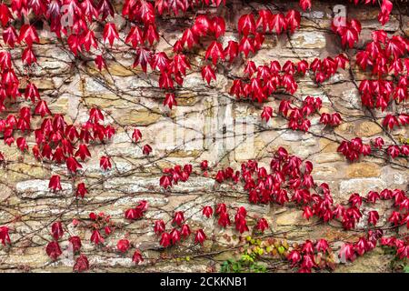 Bright Red Boston Ivy also know as Virginia Creeper on an old stone wall. Parthenocissus tricuspidata Stock Photo