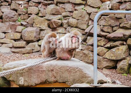 Launceston City Park Monkey Enclosure Tasmania Australia Stock Photo