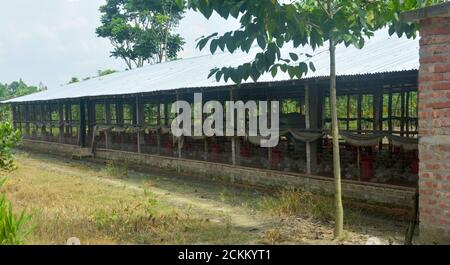 A poultry farm made  with tin  in a village of West Bengal, India, selective focusing Stock Photo