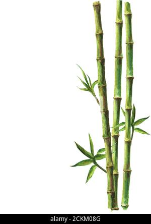 Green bamboo stems and leaves isolated on white background. Watercolor hand drawn botanical illustration with space for text. Watercolour card backgro Stock Photo