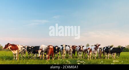 Panorama of curious Dutch milk cows in a row Stock Photo