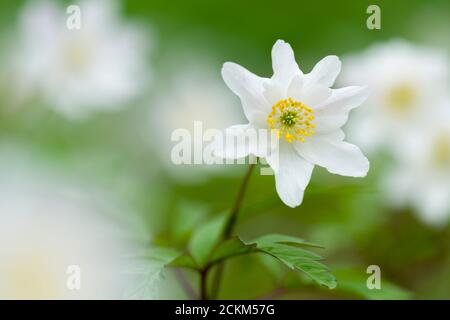 Wood Anemone (Anemone nemorosa) flowers in an English woodland in springtime. Also known as Smell Fox, Thimbleweed or Windflower. Stock Photo