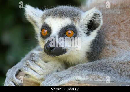 Head portrait of the ring-tailed lemur from the island of Madagascar