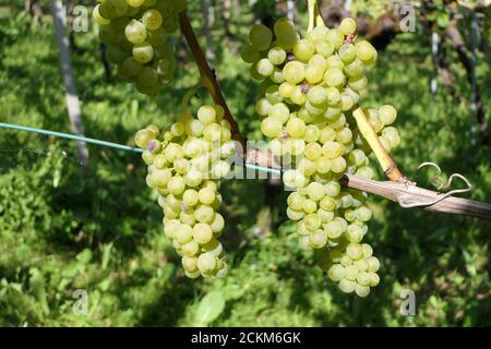 Green juicy grapes on a sunny vineyard Stock Photo