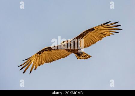 Brown snake eagle in flight Stock Photo