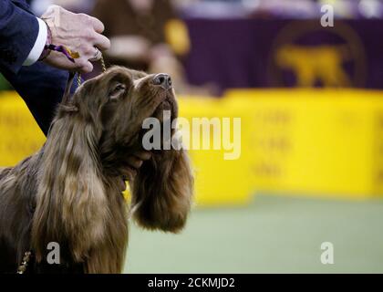 bean westminster dog show