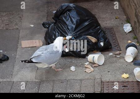 A seagull scavenging for food from a bin bag in the UK Stock Photo