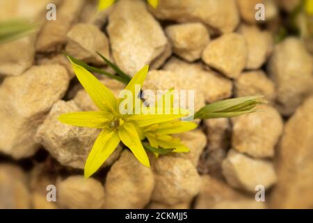 Hereroa Glenensis in flower against a pale gravel background Stock Photo