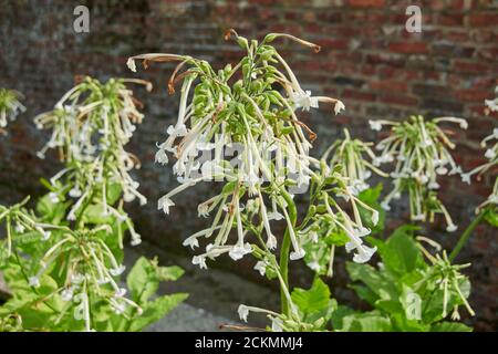 Tobacco (Nicotiana alata) plants in full flower in a raised bed during the summer. England, UK, GB. Stock Photo