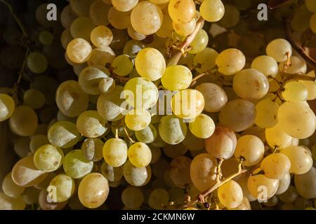 Fresh sweet white grapes background. Top view Stock Photo