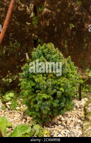 Cryptomeria Japonica 'Funny' miniature tree Stock Photo