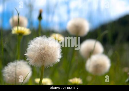 Dandelions in the prairie Stock Photo