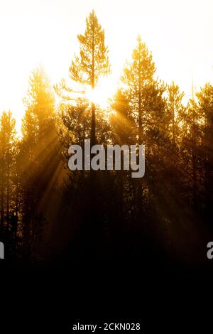 Morning light streaming streams through misty pine trees fog sunbeams sunrays Stock Photo