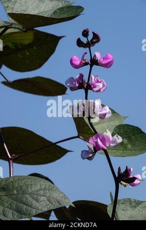 Lablab purpureus Purple Hyacinth Bean Dolichos lablab Stock Photo