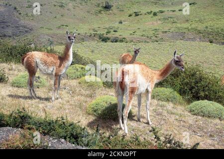 Torres del Paine scenes Stock Photo