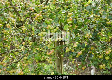 Pacific crab apple (Malus fusca) laden with fruit in the late summer, England, UK, GB. Stock Photo