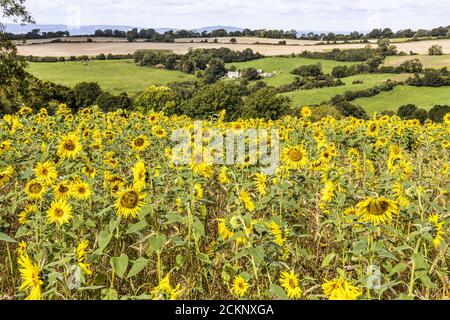 A field of sunflowers growing on the Cotswolds at Holcombe near the town of Painswick, Gloucestershire UK Stock Photo