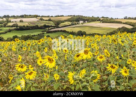 A field of sunflowers growing on the Cotswolds at Holcombe near the town of Painswick, Gloucestershire UK Stock Photo