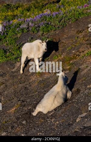 Mountain Goats, Oreamnos americanus, in the vicinity of Hogsback Camp, a climbers' camp along Heliotrope Ridge below Mount Baker, Mount Baker-Snoqualm Stock Photo
