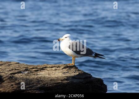 A lonely seagull sitting on a stone by the sea on a clear sunny summer day. Stock Photo