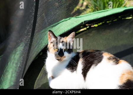 close up of pretty tortoiseshell cat, content, lay down in sunshine on child's trampoline in garden, looking up showing beautiful green eyes Stock Photo