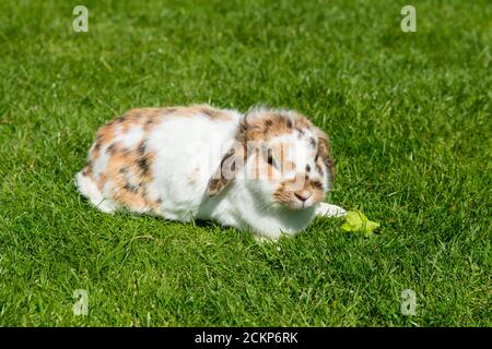 close up of cute white and brown flecked lop eared rabbit eating lettuce on grassed lawn outside in summer sun Stock Photo