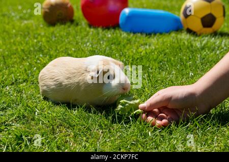 little girls hand feeding lettuce to a  cute guinea pig on grass lawn outside in summer with brightly colored child's toys and football in background Stock Photo