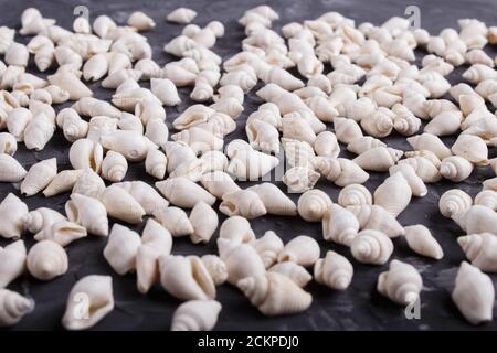 White small seashells pattern on a black concrete background,side view, close up. Stock Photo