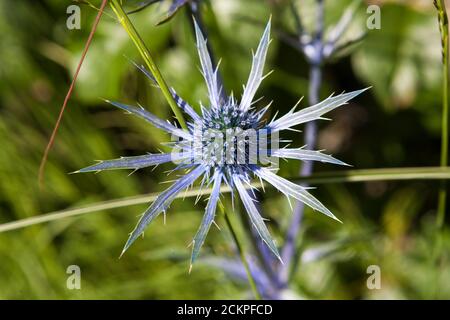 Eryngium planum (blue eryngo) in a small private garden in Gosport, Hampshire, UK Stock Photo