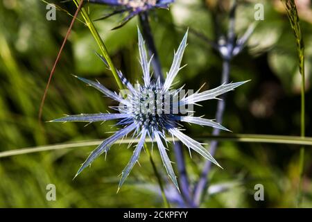 Eryngium planum (blue eryngo) in a small private garden in Gosport, Hampshire, UK Stock Photo