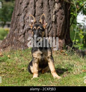 German Shepherd Dog puppy Stock Photo