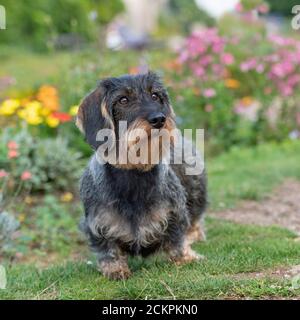 miniature wirehaired dachshund dog