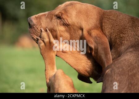 dog scratching Stock Photo