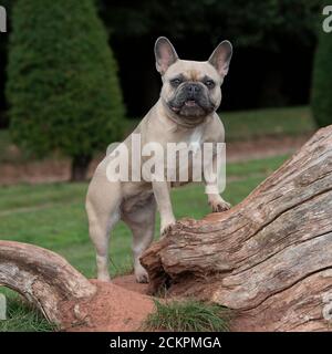 french bulldog Stock Photo