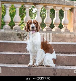 welsh springer spaniel dog Stock Photo