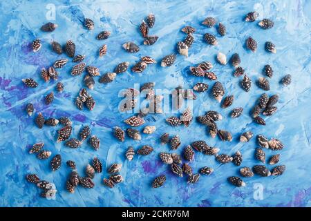 Black small seashells pattern on a blue concrete background, top view, flat lay. Stock Photo