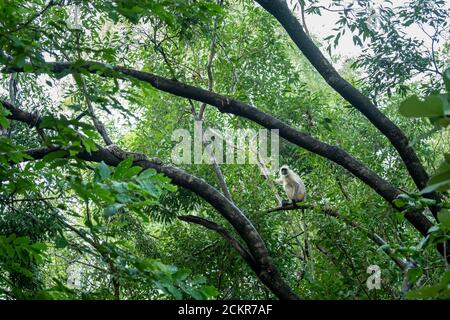 Python molurus or Indian rock python in search of hunt a gray or hanuman langur or monkey on tree at ranthambore national park or tiger reserve india Stock Photo