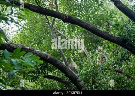 Python molurus or Indian rock python in search of hunt a gray or hanuman langur or monkey on tree at ranthambore national park or tiger reserve india Stock Photo