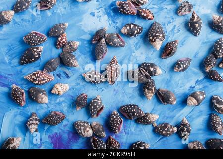 Black small seashells pattern on a blue concrete background, top view, flat lay. Stock Photo
